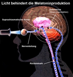 Medizinische Grundlagen der Lichttherapie: Melatonin